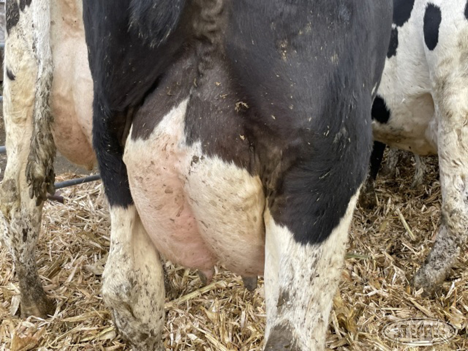 (5 Head) Holstein cows
